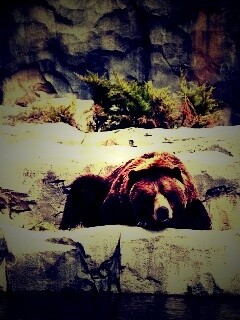 Медведь обои