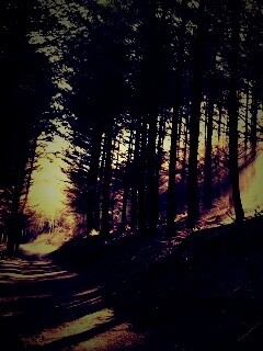 Лесная дорога обои