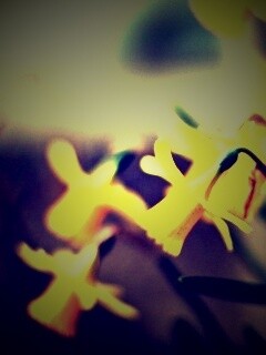 Нарциссы обои