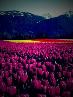 Поле тюльпанов обои