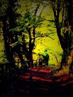 Лесная дорожка обои