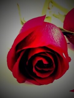 Две красные розы обои