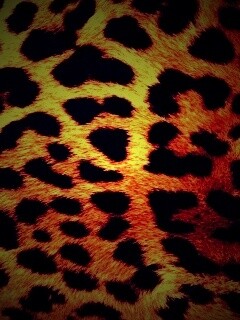Шкура гепарда обои
