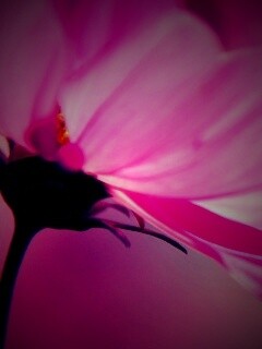 Розовый цветок обои