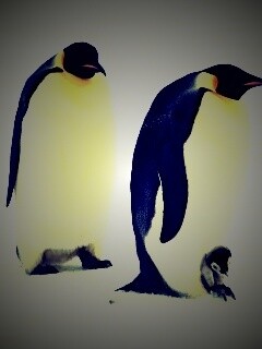 Семья пингвинов обои