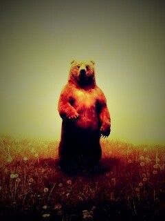 Медведь в одуванчиковом поле обои