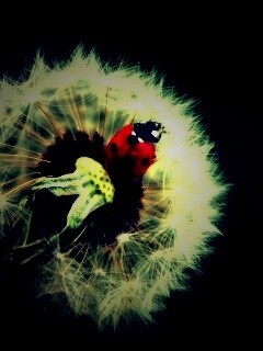 Божья коровка на одуванчике обои