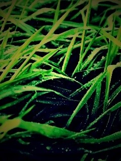 Роса на траве обои