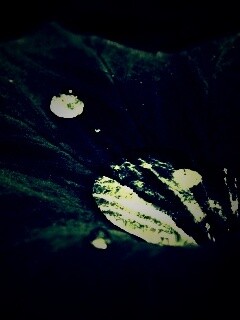 Капля в листе обои