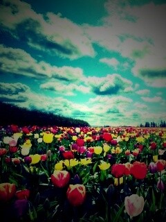 Поле тюльпанов обои