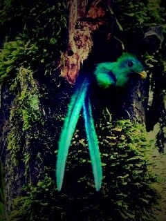 Райская птица в дупле обои