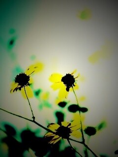 Жёлтые цветочки обои