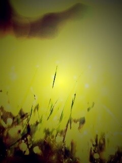 Красивая сочная трава обои