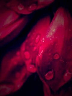 Лепестки обои