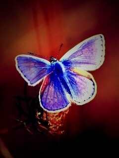 Бабочка с фиолетовыми крыльями обои
