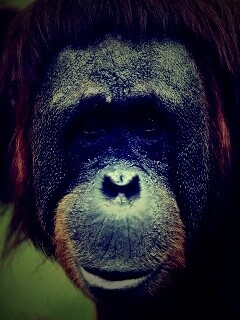 Орангутан обои