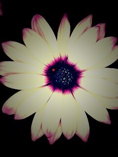 Макро фотография цветка обои