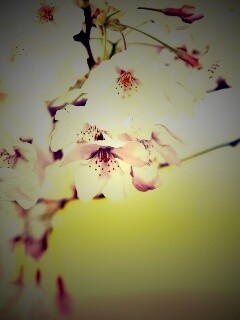 Цветение вишни обои