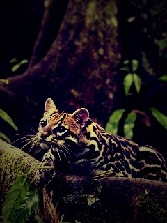 Оцелот обои