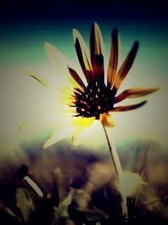 Летний цветок на солнце обои