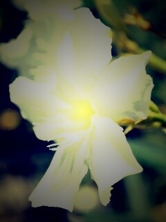 Эухарис, амазонская лилия обои