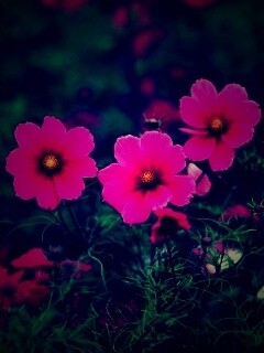 Яркие розовые цветы обои