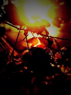 Солнце пробивается сквозь листву обои