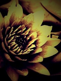 Кувшинка обои