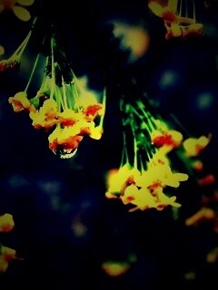 Жёлтые цветочки на ветке обои