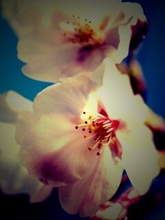 Нежные белые цветы обои