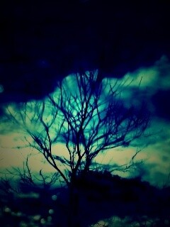 Голые деревья обои