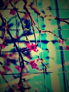 Ветка за сеткой обои