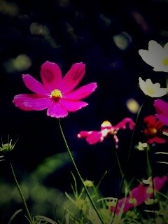 Белые и розовые цветочки обои