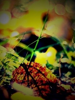 Опавший лист в траве обои