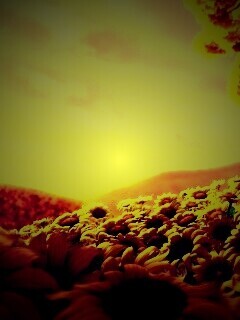 Подсолнухи обои