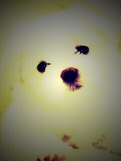 Щенок мальтийской болонки обои