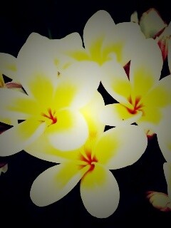 Прекрасные цветы обои