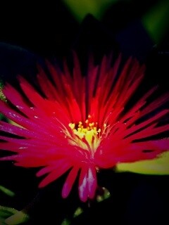 Чудесный цветок обои