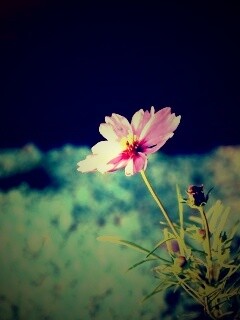 Полевой цветок обои