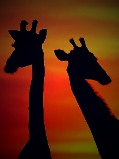 Три силуэта жирафов на фоне неба обои