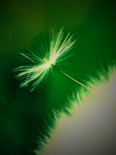 Пушинка одуванчика обои
