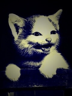 Три милых котенка обои