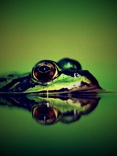 Лягушка обои