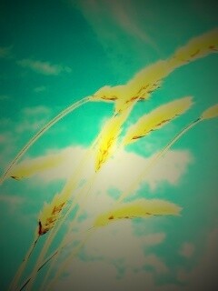 Колосья обои