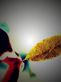 Листик в пальцах обои