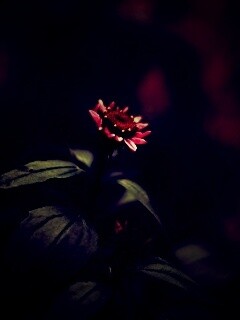 Фотография цветка обои