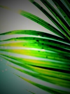 Солнце просвечивает сквозь пальмовый лист обои