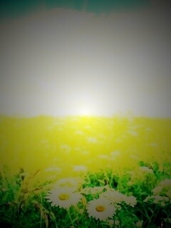 Поле ромашек обои