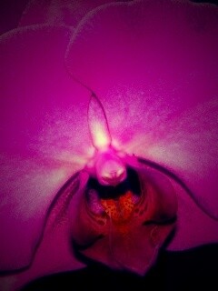 Фиолетовая орхидея обои