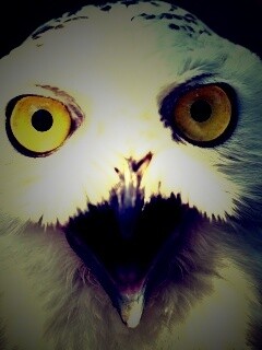 Сова в шоке! обои